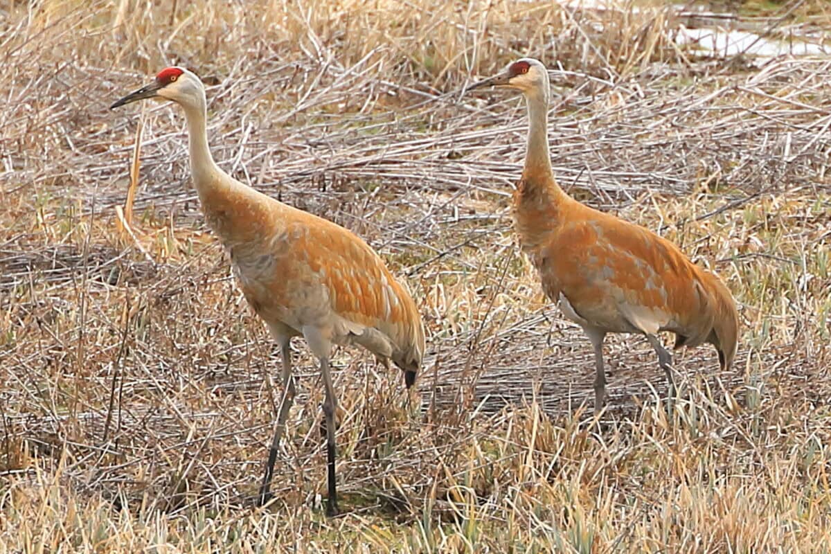 img 1595 sand cranes