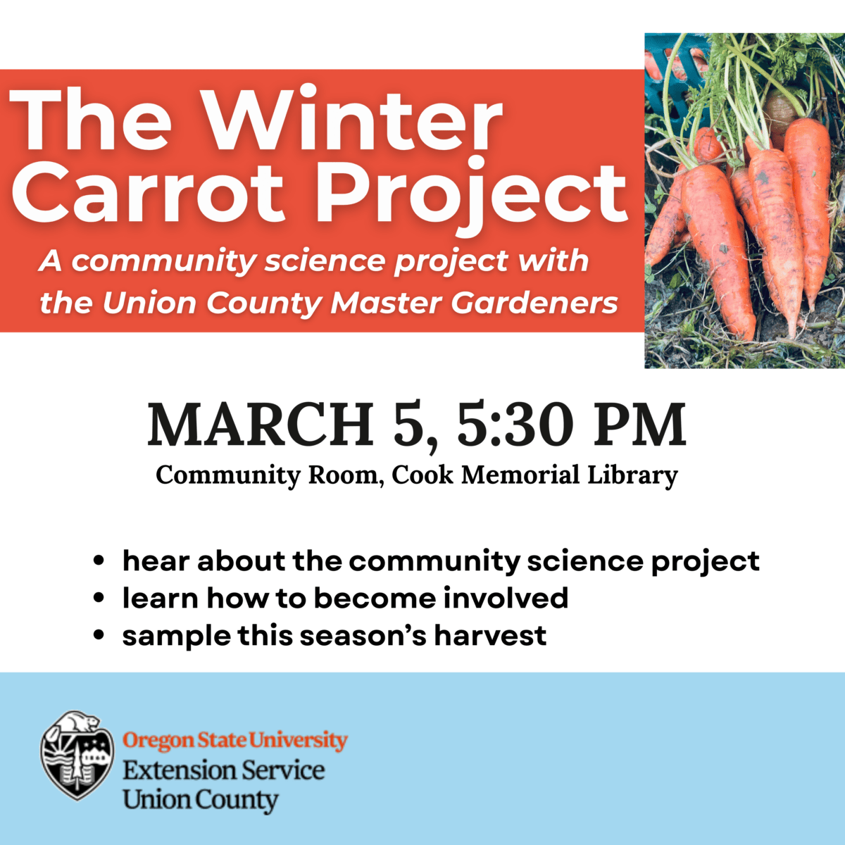 winter carrot project